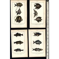 Tropical Fish Poissons c.830's display collection 8 fine old hand colored prints
