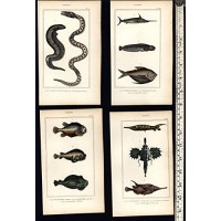 Tropical rare Fish Poissons c.1830's collection 8 fine old hand colored prints