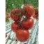 Tomato Hydroponic Nutrients 2 lbs - 128 Gallons - Complete Nutrition Fertilizer