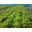 Aggreen Basket Cups for Hydroponics Gardens 2" inches 50 EA