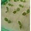 Aggreen Growing Media for Hydroponics Farms Cubes Sponges 1" inch 100 EA