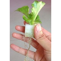 Aggreen Growing Media for Hydroponics Farms Cubes Sponges 1" inch 100 EA