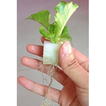 Aggreen Growing Media for Hydroponics Farms Cubes Sponges 1" inch 100 EA