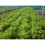 Aggreen Growing Media for Hydroponics Farms Cubes Sponges 1" inch 50 EA