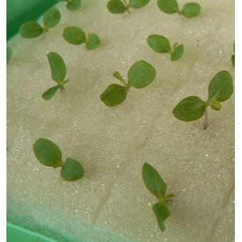 Aggreen Growing Media for Hydroponics Farms Cubes Sponges 1" inch 50 EA