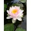 AgSafe Aquatic Tabs Pond Plant Water Lily Fertilizer - 100 Tabs