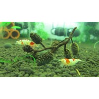 Alder Cones (200) Shrimp Aquarium Water Conditioner Promotes Breeding Invertebrates