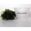 Java Moss Portion in 4 Oz Cup - Easy Live Fresh Water Aquarium Plants