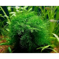 Java Moss Portion in 4 Oz Cup - Easy Live Fresh Water Aquarium Plants