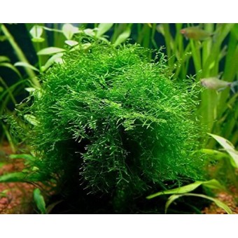 Java Moss Portion in 4 Oz Cup - Easy Live Fresh Water Aquarium Plants