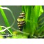 3 Live Assassin Snails (Clea helena - 1/2 to 1 Inch) - Removes All Pest Snails! by Aquatic Arts