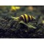 3 Live Assassin Snails (Clea helena - 1/2 to 1 Inch) - Removes All Pest Snails! by Aquatic Arts