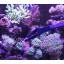 AquaticHI Aquarium Tongs 27 inch (70 cm), 100% Reef Safe, Multi Purpose for Fresh and Saltwater Fish Tanks, Clip Plants, Spot Feed Fish and Coral, ...