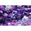 AquaticHI Aquarium Tongs 27 inch (70 cm), 100% Reef Safe, Multi Purpose for Fresh and Saltwater Fish Tanks, Clip Plants, Spot Feed Fish and Coral, ...