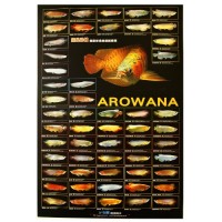 AZOO Arowana Poster