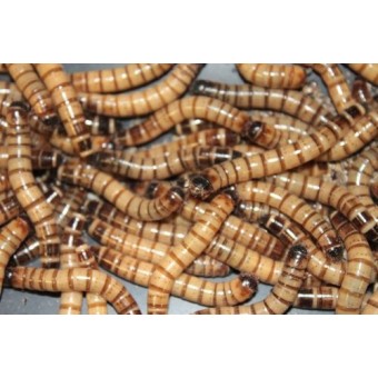 Bassett's Cricket Ranch 1000 Live Super worms