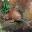 Beckett GF509 Goldfish Pond Art