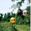 Bird-X Scare-Eye Bird Repellent Predator Eyes Balloons, Pack of 3