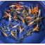 Blue Ridge Koi Grade A Butterfly Fin Koi by Live Pond Fish - Highest Quality for Aquarium and Tank, Healthy and Bio-Secure - Live Arrival Guarantee...