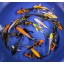 Blue Ridge Koi Grade A Butterfly Fin Koi by Live Pond Fish - Highest Quality for Aquarium and Tank, Healthy and Bio-Secure - Live Arrival Guarantee...