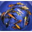 Blue Ridge Koi Grade A Butterfly Fin Koi by Live Pond Fish - Highest Quality for Aquarium and Tank, Healthy and Bio-Secure - Live Arrival Guarantee...