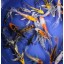 Blue Ridge Koi Grade A Butterfly Fin Koi by Live Pond Fish - Highest Quality for Aquarium and Tank, Healthy and Bio-Secure - Live Arrival Guarantee...
