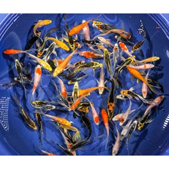 Blue Ridge Koi Grade A Butterfly Fin Koi by Live Pond Fish - Highest Quality for Aquarium and Tank, Healthy and Bio-Secure - Live Arrival Guarantee...