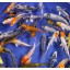 Blue Ridge Koi Grade A Standard Fin Koi by Live Pond Fish - Highest Quality for Aquarium and Tank, Healthy and Bio-Secure - Live Arrival Guarantee ...
