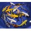 Blue Ridge Koi Grade A Standard Fin Koi by Live Pond Fish - Highest Quality for Aquarium and Tank, Healthy and Bio-Secure - Live Arrival Guarantee ...