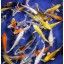 Blue Ridge Koi Grade A Standard Fin Koi by Live Pond Fish - Highest Quality for Aquarium and Tank, Healthy and Bio-Secure - Live Arrival Guarantee ...