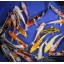 Blue Ridge Koi Grade A Standard Fin Koi by Live Pond Fish - Highest Quality for Aquarium and Tank, Healthy and Bio-Secure - Live Arrival Guarantee ...