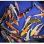 Blue Ridge Koi Grade A Standard Fin Koi by Live Pond Fish - Highest Quality for Aquarium and Tank, Healthy and Bio-Secure - Live Arrival Guarantee ...