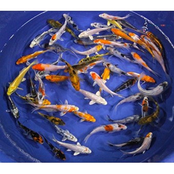 Blue Ridge Koi Grade A Standard Fin Koi by Live Pond Fish - Highest Quality for Aquarium and Tank, Healthy and Bio-Secure - Live Arrival Guarantee ...