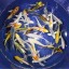 Blue Ridge Koi Grade AA Butterfly Fin Koi by Live Pond Fish - Highest Quality for Aquarium and Tank, Healthy and Bio-Secure - Live Arrival Guarante...