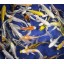 Blue Ridge Koi Grade AA Butterfly Fin Koi by Live Pond Fish - Highest Quality for Aquarium and Tank, Healthy and Bio-Secure - Live Arrival Guarante...