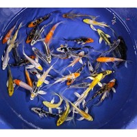 Blue Ridge Koi Grade AA Butterfly Fin Koi by Live Pond Fish - Highest Quality for Aquarium and Tank, Healthy and Bio-Secure - Live Arrival Guarante...