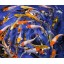 Blue Ridge Koi Grade AA Standard Fin Koi by Live Pond Fish - Highest Quality for Aquarium and Tank, Healthy and Bio-Secure - Live Arrival Guarantee...
