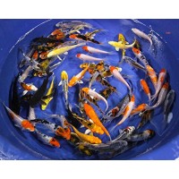 Blue Ridge Koi Grade AA Standard Fin Koi by Live Pond Fish - Highest Quality for Aquarium and Tank, Healthy and Bio-Secure - Live Arrival Guarantee...