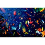 Colorful Fish by Wall Decor Prints 18x12 Art Print Poster Wall Decor Koi Fish In Pond Outdoors Rainbow Fish Photography Spring