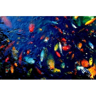 Colorful Fish by Wall Decor Prints 18x12 Art Print Poster Wall Decor Koi Fish In Pond Outdoors Rainbow Fish Photography Spring