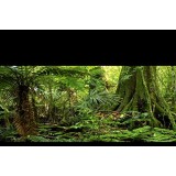 Carolina Custom Cages Reptile Habitat Background, Rain Forest, 15.75" x 36" Carolina Custom Cages Reptile Habitat Background, Rain Forest, 15.75" x 36"