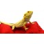 Chaise Lounge for Bearded Dragons, Red Crackle fabric