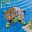 Collections Etc Realistic Garden Turtle Pond & Pool Floater Outdoor Decoration