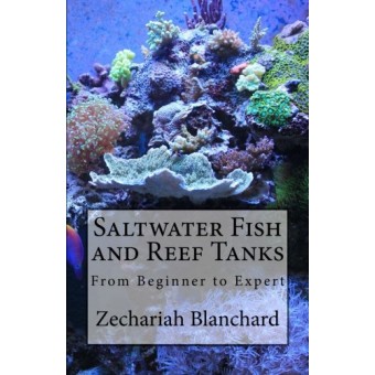 Saltwater Fish and Reef Tanks: From Beginner to Expert