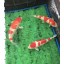Koi Fish Breeder Fry Net Spawning Rope/ Brush 39" x 6" Package of (6)
