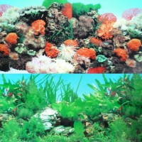 9090 20" x 48" Double Sided Fish Tank Aquarium Background Tropical/Reef