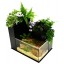 Fin to Flower Aquaponic Aquarium - Large System C (Black)