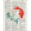 Koi Fish - Dictionary Art Print Printed On Authentic Vintage Dictionary Book Page - 8 x 10.5