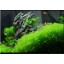 Graces Dawn 6.5 lbs Aquarium Fish Tank Seiryu Stone Random Shape Landscaping Decoration