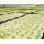 HBEDU Hydroponics Seed Growing Media Cubes Sponges 1x1 for 1.8" Mesh Net Pots Basket Insert Foams Garden Plants Growing Accessories Pack of 100